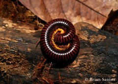 Trigoniulus macropygus