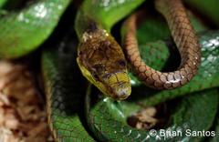 Gonyosoma oxycephalum