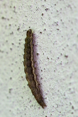 Ypsolopha falcella