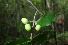 Pyrostria