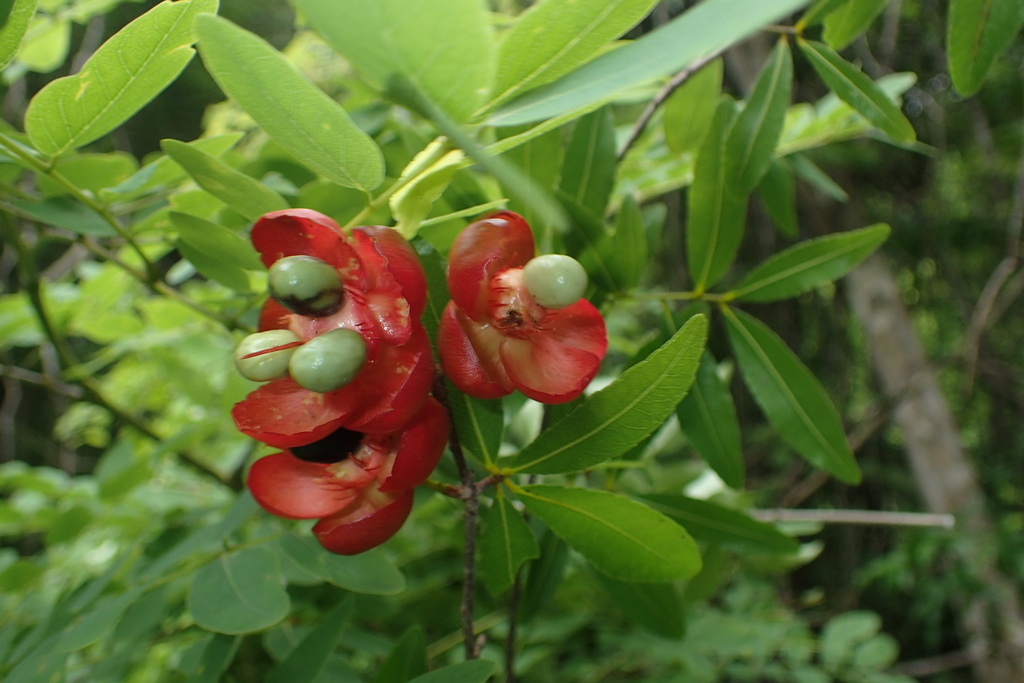 Ochna pervilleana