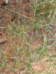 Melolobium candicans