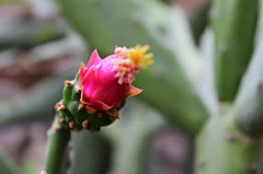 Opuntia auberi