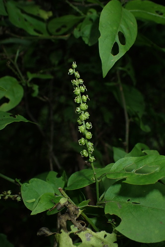 Deeringia densiflora