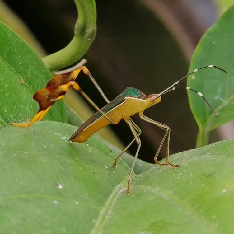 Anisoscelis marginellus