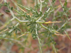 Melolobium candicans
