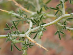 Melolobium candicans