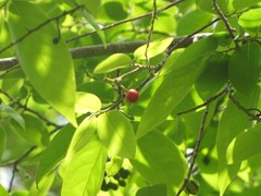 Huberantha cerasoides
