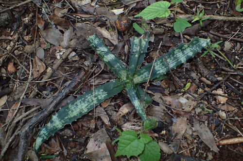 Aloe ankaranensis image