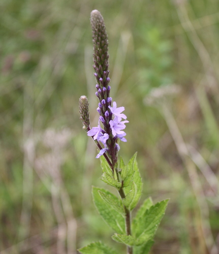 Verbena stricta