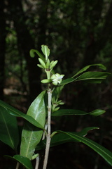 Polysphaeria lepidocarpa
