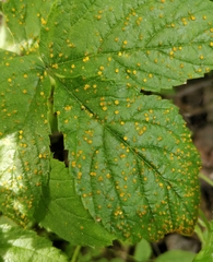 Phragmidium rubi-idaei