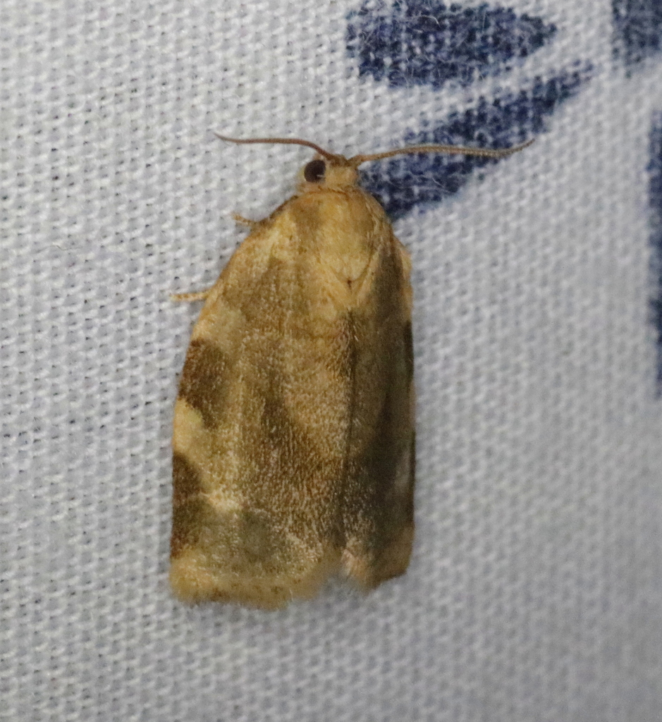 Broken-banded Leafroller Moth