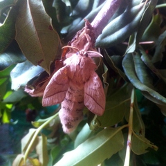Borocera madagascariensis