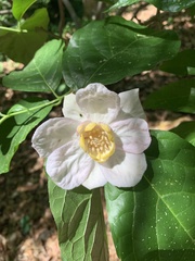 Calycanthus chinensis