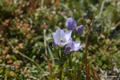 Gentianella magellanica