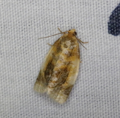 Clepsis melaleucanus