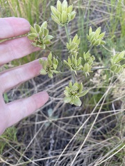 Lomatium macrocarpum