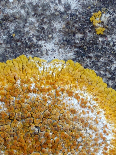 Limestone Lobed Firedot