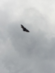 Pteropus poliocephalus