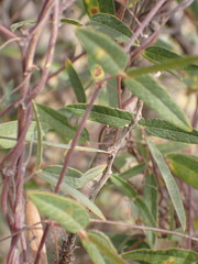 Rhynchosia totta