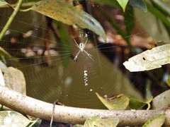 Argiope dang