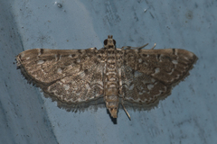 Metoeca nymphulalis