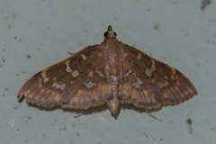 Ischnurges gratiosalis