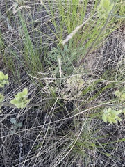Lomatium macrocarpum