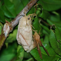 Borocera madagascariensis