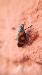 Cercopis intermedia