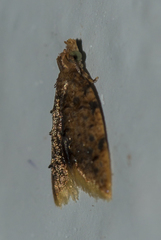 Protopterna chalybias