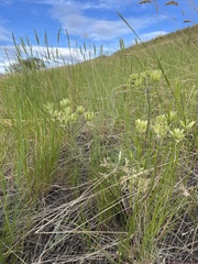 Lomatium macrocarpum