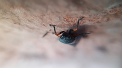 Cercopis intermedia