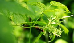 Rubus idaeus