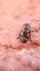 Cercopis intermedia