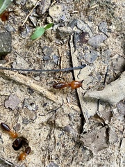 Syntermes molestus