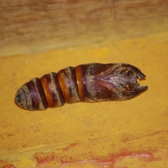 Borocera madagascariensis