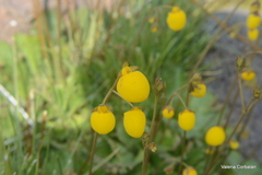 Calceolaria filicaulis