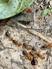 Syntermes molestus