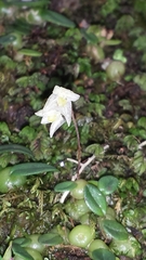 Bulbophyllum conchidioides image