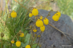 Calceolaria filicaulis