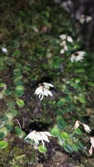 Bulbophyllum conchidioides image