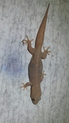 Gehyra australis