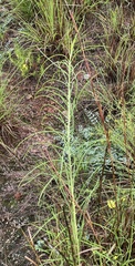 Asclepias engelmanniana