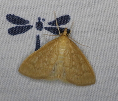 Framinghamia helvalis