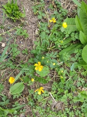 Ranunculus repens