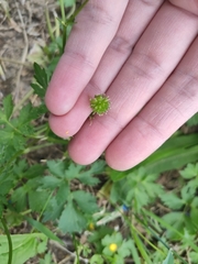 Ranunculus repens