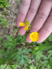 Ranunculus repens