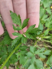 Ranunculus repens